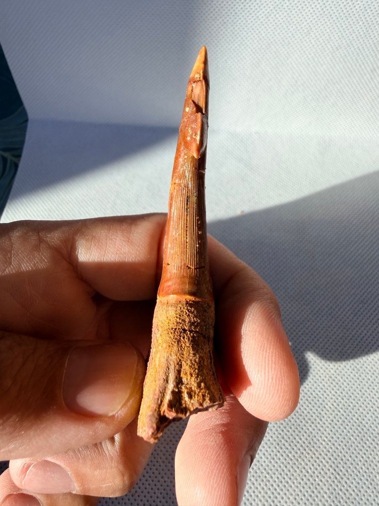 Fisk - Fossil tand - Anoxypristis mucrodens - 7.5 cm  (Ingen mindstepris) #4.3