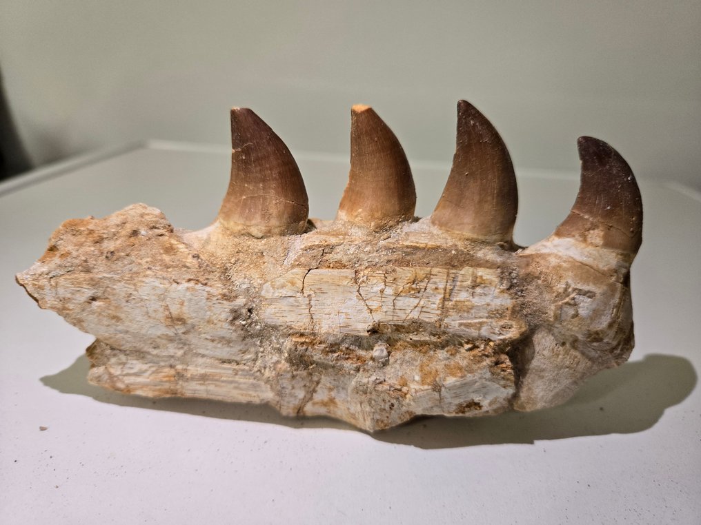 Mosassauro - Maxilar fossilizado - 0.9 cm - 16 cm  (Sem preço de reserva) #1.0