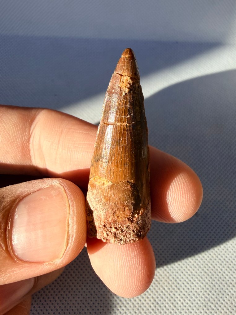 Dinosaur - Fossil tooth - Spinosaurus aegyptiacus - 4.6 cm  (No Reserve Price) #2.1