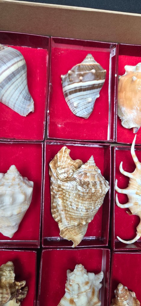 World Shells collection - Murex- Cittarium - Strombus - Stellaria sp.- Collection  - Diorama - 1970-1980 #3.2