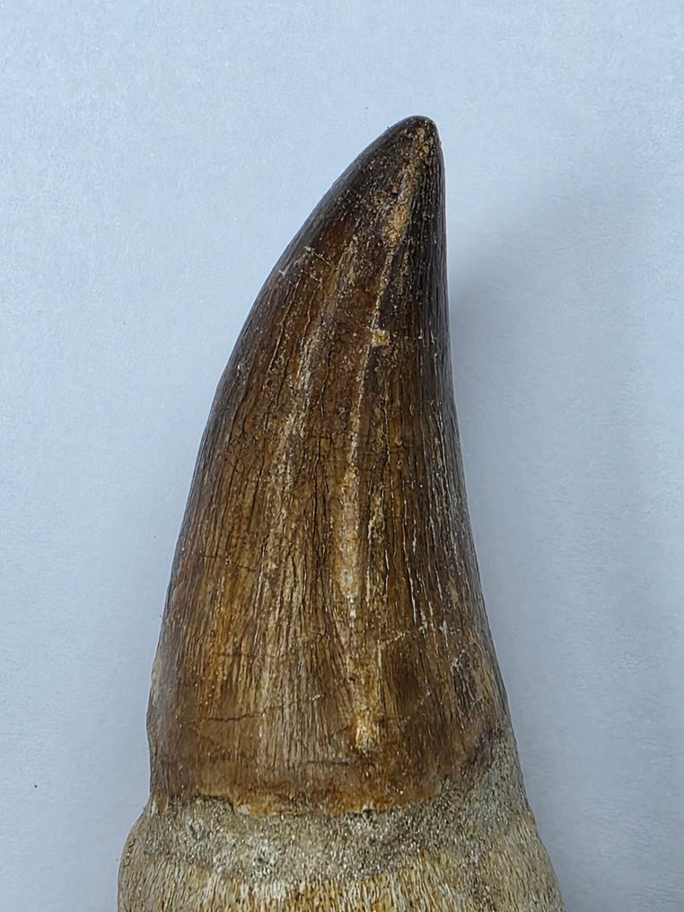 Mosasaur - Fossil tooth - 11.2 cm  (No Reserve Price) #3.2