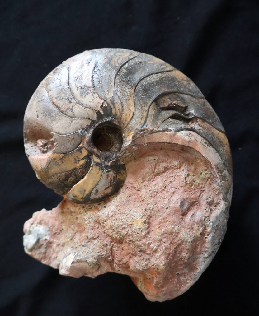 Κορυφαίο ναυτικό cloisonné - Απολιθωμένο κέλυφος - Cenoceras - 13 cm - 7 cm #2.1