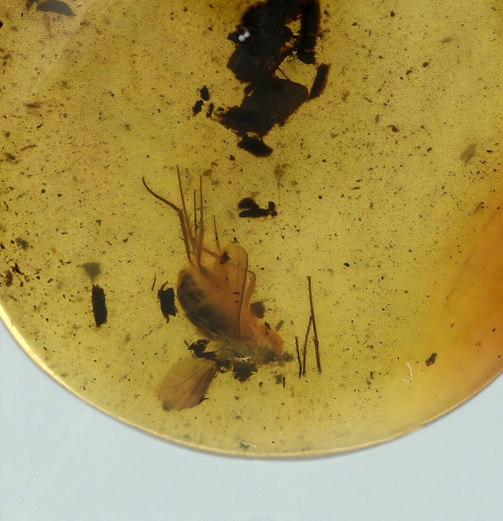 琥珀 - Rare Amber Pendant – Long Legged Fly Inclusion – Ancient Fossil Insect  (沒有保留價) #2.1