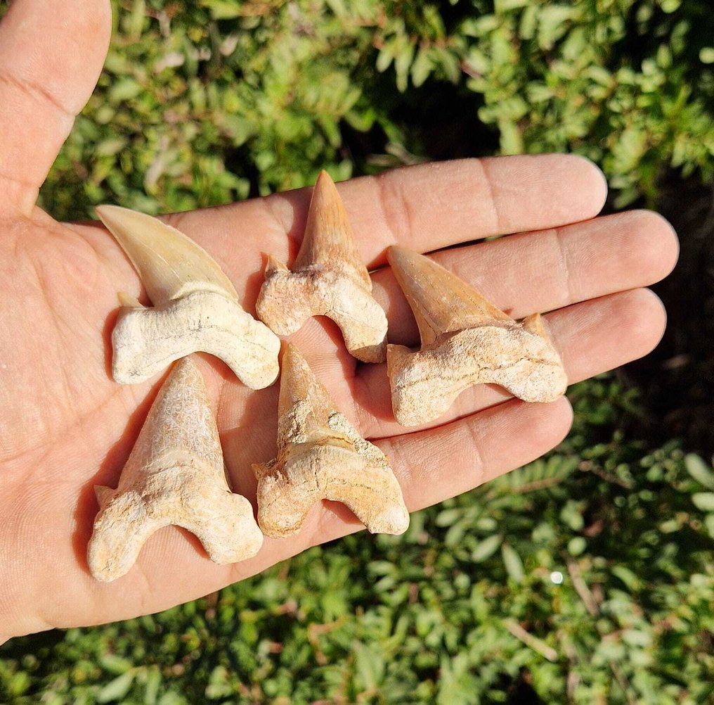 Shark - Fossil teeth - otudus obliqus - 5.5 cm  (No Reserve Price) #3.2