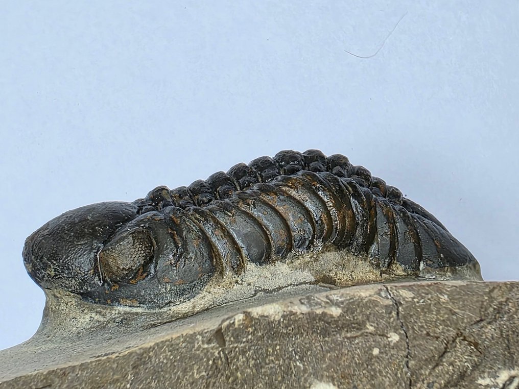 Trilobite - Fossilised animal - Phacops - 9.5 cm  (No Reserve Price) #4.3