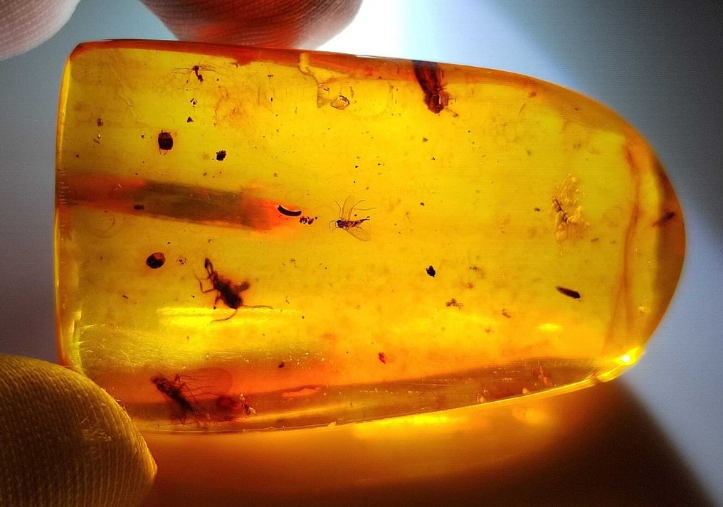 FOSSlL-IMPRESSIONANTE!! âmbar dominicano - 65 cêntimos - Sem preço de reserva- 13 g #2.1