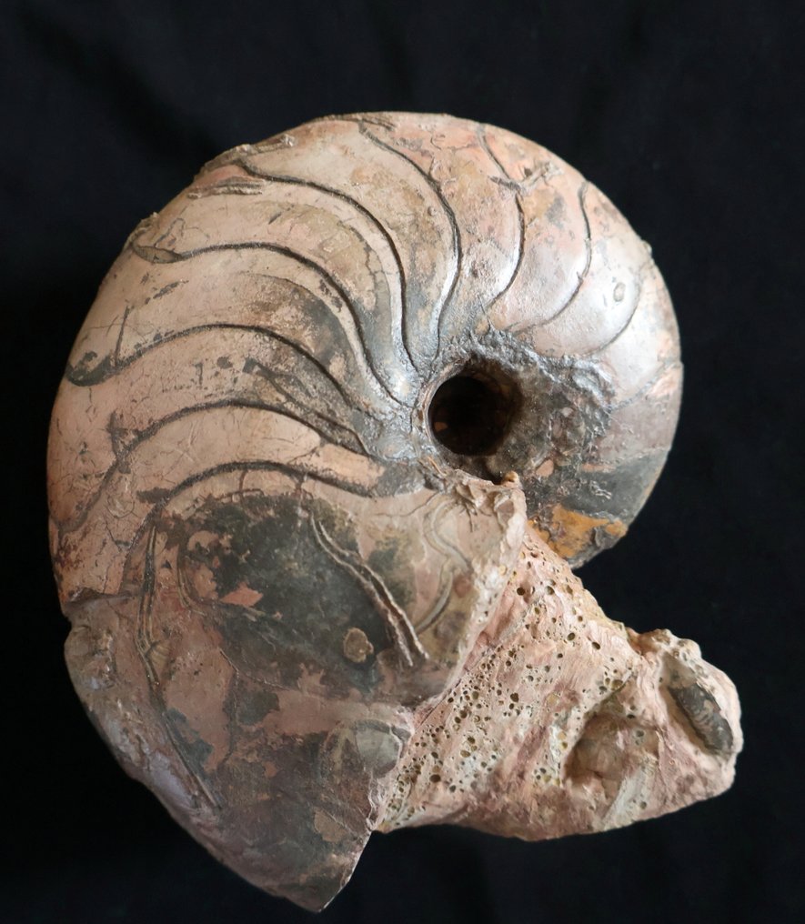 Κορυφαίο ναυτικό cloisonné - Απολιθωμένο κέλυφος - Cenoceras - 13 cm - 7 cm #1.0