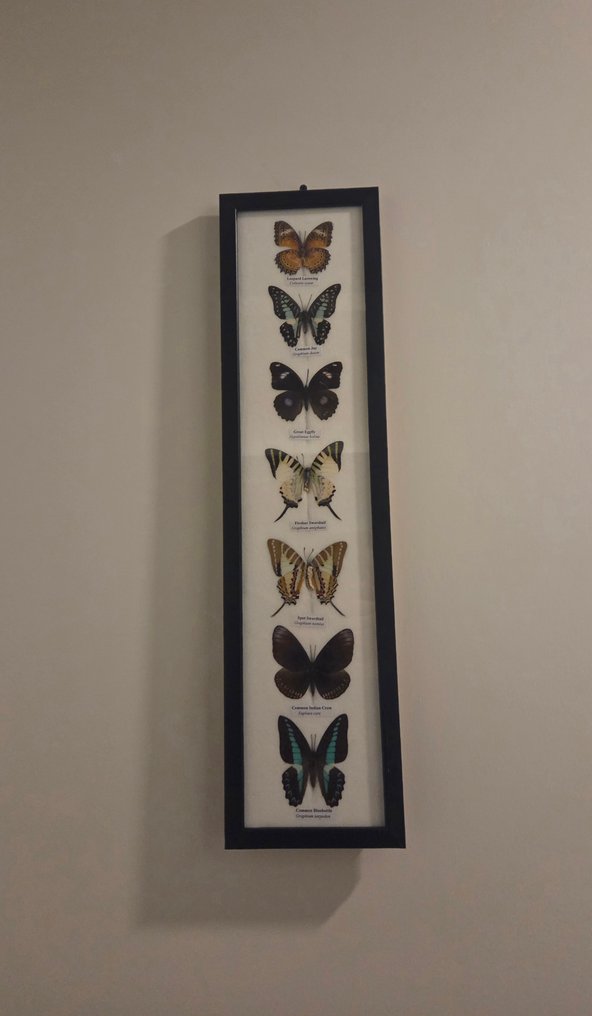 Πεταλούδα Βάση ταρίχευσης ολόκληρου σώματος - Lepidoptera - 53 cm - 14 cm - 2 cm - Είδη που δεν ανήκουν στο CITES - 1 #1.0