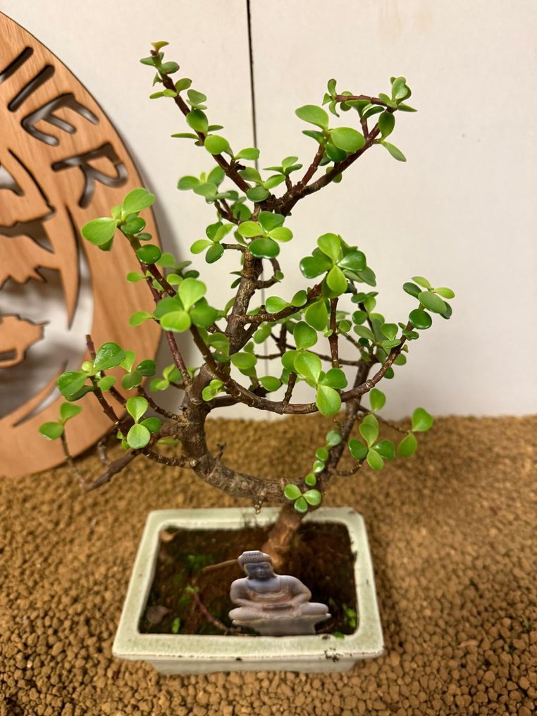 Jade bonsai (Crassula/Portulacaria) - Height (Tree): 29 cm - Depth (Tree): 21 cm - Belgium #2.1