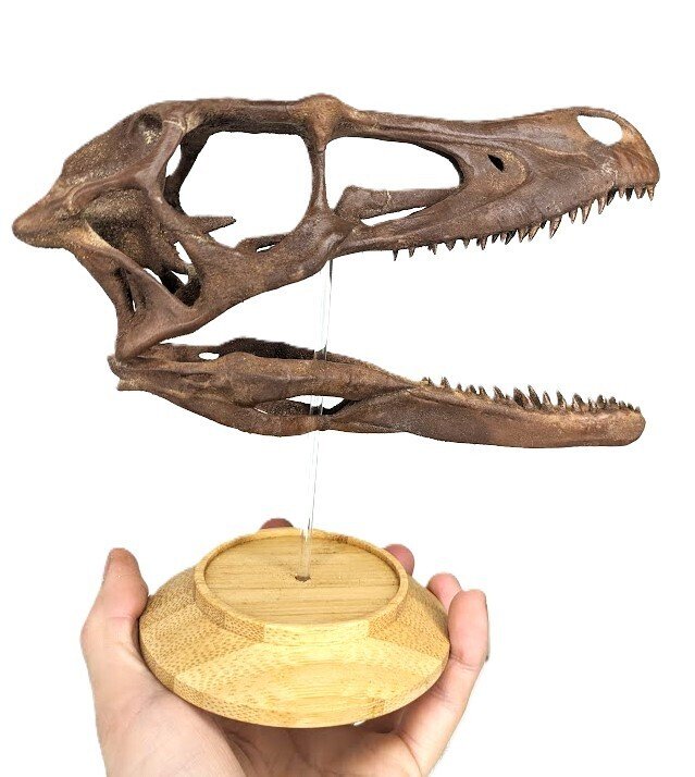 Δεινόσαυρος - Απολιθωμένο κρανίο - Velociraptor mongoliensis - Museum-Grade Replica - 18 cm - 20 cm #4.3