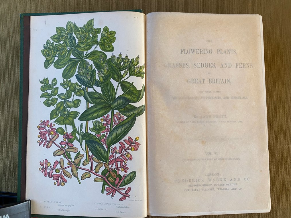 Anne Pratt - The Flowering Plants Volume 5 [50 coloured plates] - 1873 #3.2