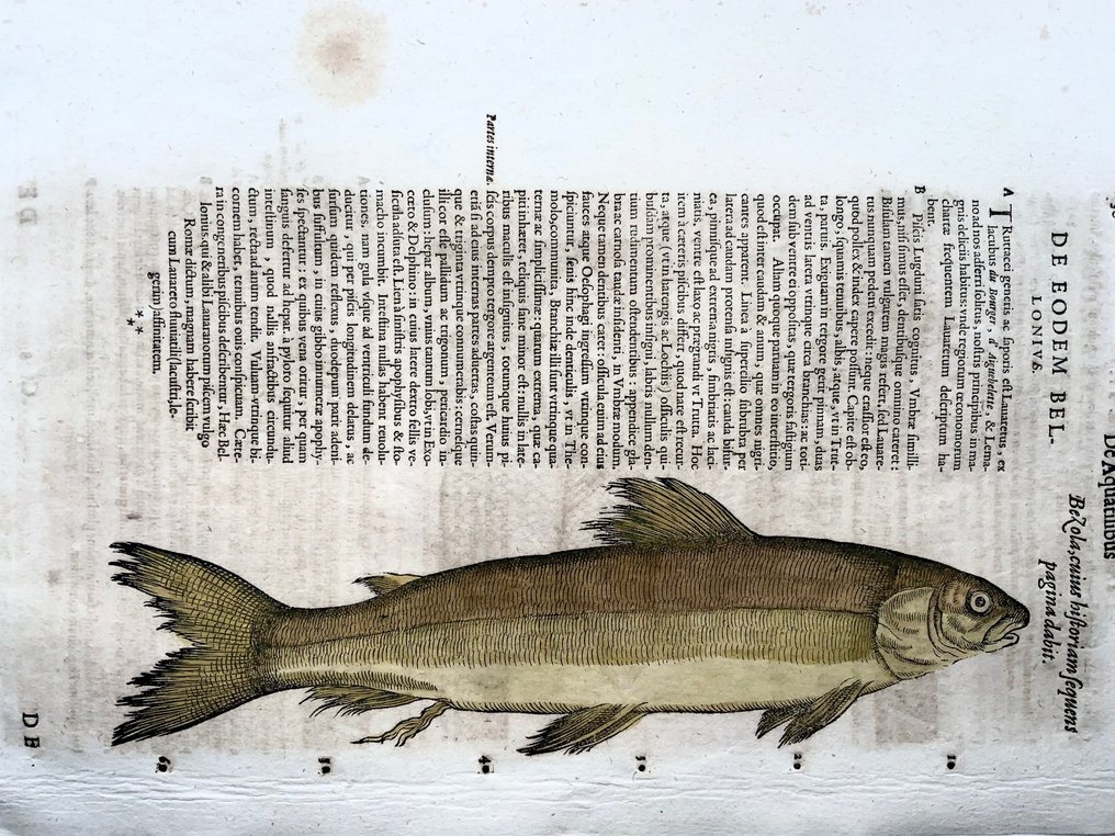 Conrad Gesner 1516-1565: Bezola Trout (Extinct), fish - folio with woodcut - 1620 #2.1