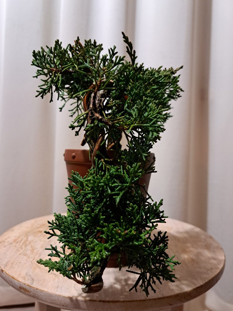 Άρκευθος μπονσάι (Juniperus) - Ύψος (Δέντρο): 14 cm - Βάθος (Δέντρο): 32 cm - Ιαπωνία #3.2