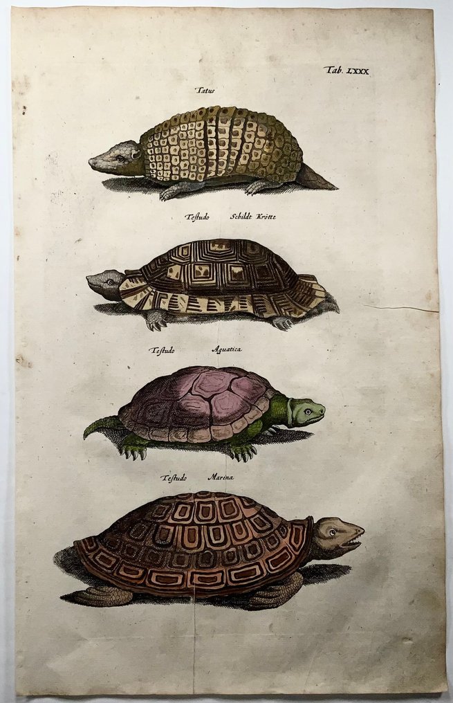 Matthäus Merian (1593-1650) - hand coloured folio: Tortoise Turtles Armadillo - 1657 #2.1