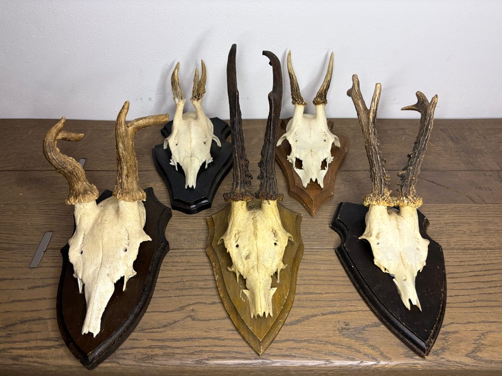 Roebuck 哺乳動物頭骨 - Capreolus capreolus - 20 cm - 15 cm - 10 cm- 非《瀕臨絕種野生動植物國際貿易公約》物種 -  (5) #1.0