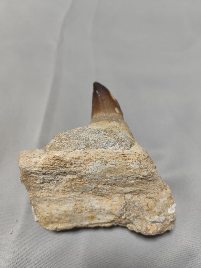 Mosasaur - Fossil tooth - 15 cm - 12 cm  (No Reserve Price) #4.3