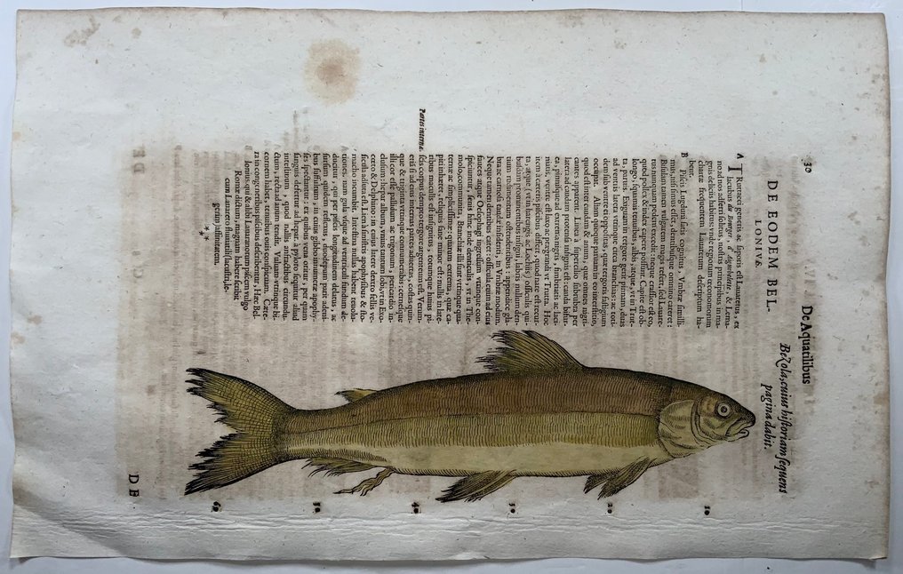 Conrad Gesner 1516-1565: Bezola Trout (Extinct), fish - folio with woodcut - 1620 #3.2