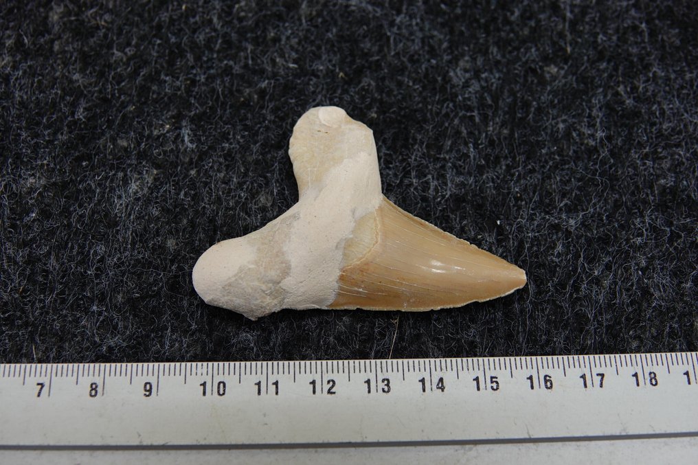 fossiele haaientand XL --NO RESERVEPRiCE-- - Fossiele tand - Otodus Sokolovi - 6 cm - 4.5 cm  (Zonder Minimumprijs) #1.0