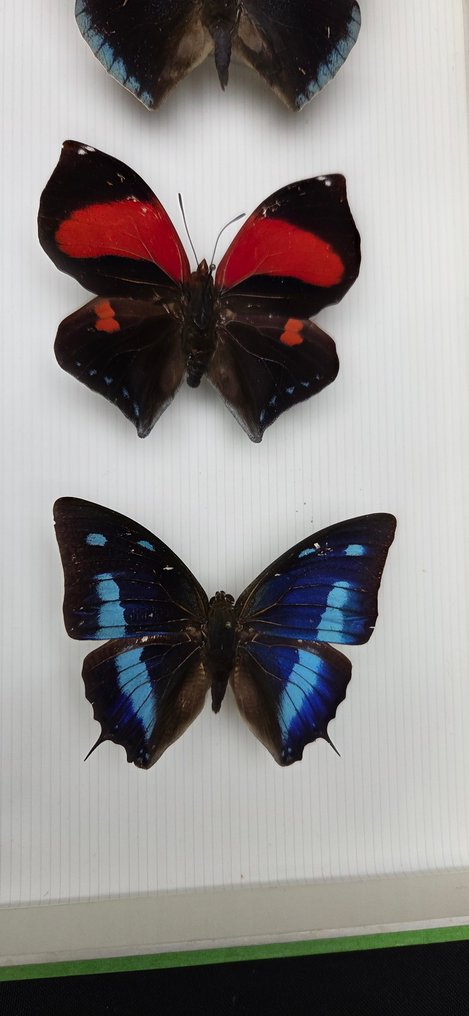 Magic South América Butterflies Collection (32x26 cm ) - Διόραμα Archeoprepona sp. - Norepa sp. and others - 1990-2000 #3.2