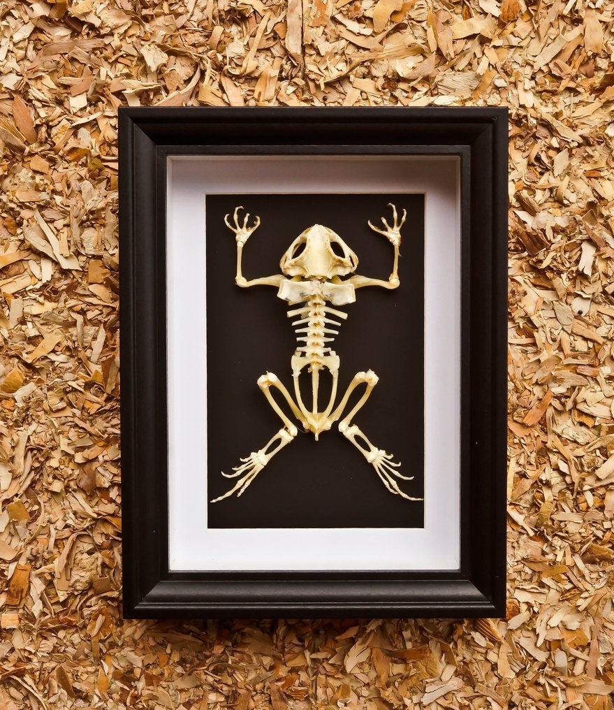 骨架青蛙 动物标本剥制全身支架 - Duttaphrymus - 20.5 cm - 15.5 cm - 4 cm - 非《濒危物种公约》物种 #1.0