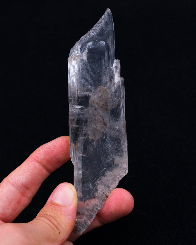 ZONED floater Gypsum Var.Selenite RARE LOCALITY Specimen!!! - Height: 13.5 cm - Width: 3.9 cm- 95 g - (1) #2.1