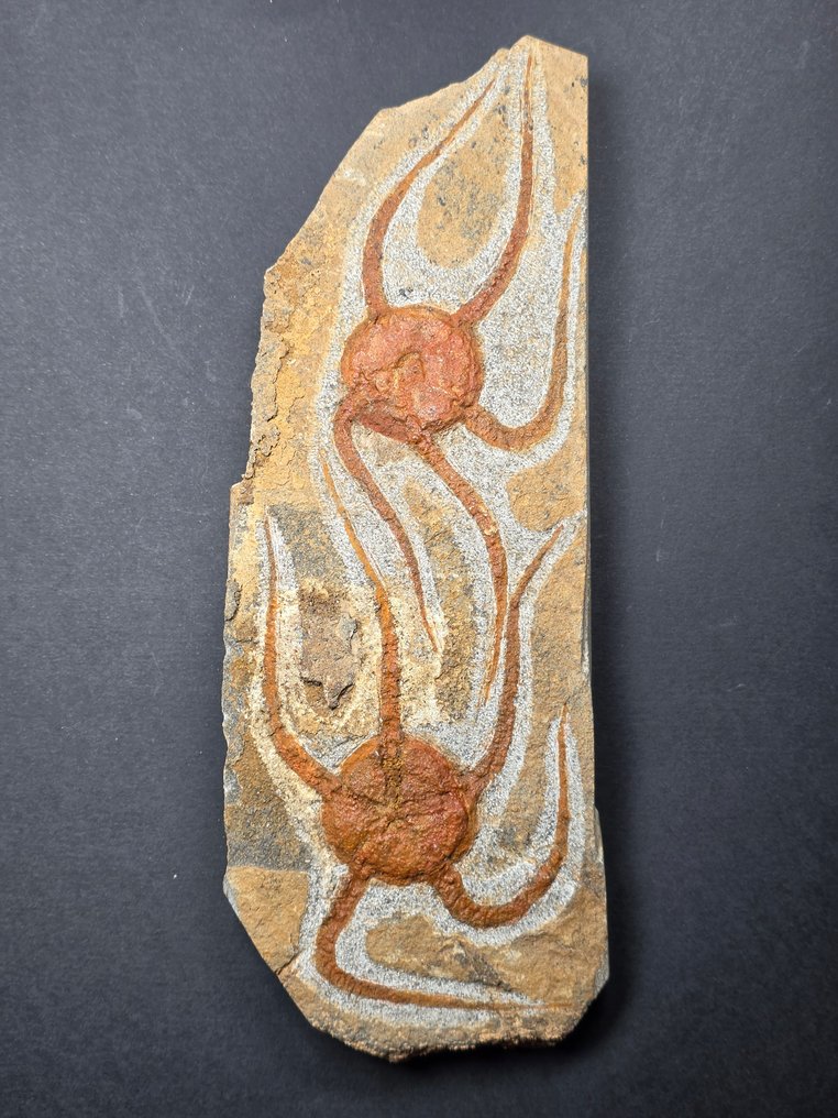 Echinoderm - Απολιθωμένο ζώο - 25 cm  (χωρίς τιμή ασφαλείας) #2.1