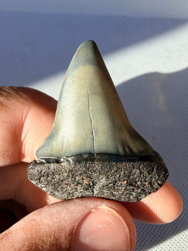 Great white shark - Fossil tooth - Cosmopolitodus hastalis - 4.3 cm  (No Reserve Price) #1.0