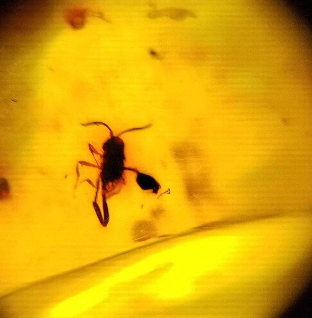 FOSSlL-IMPRESSIONANTE!! âmbar dominicano - 65 cêntimos - Sem preço de reserva- 13 g #4.3