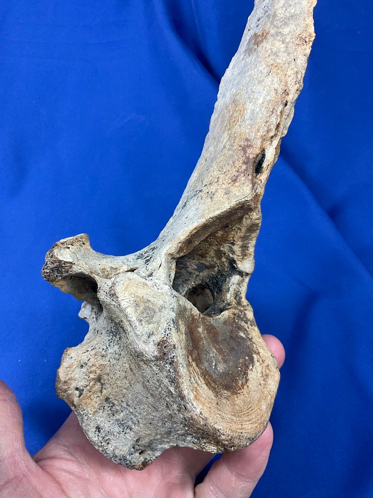 Zeer zeldzaam lang! Wervel van een steppebuffel, ijzertijd. - Fossiel wervelbot - 33 cm - 10 cm (Zonder Minimumprijs) #4.3