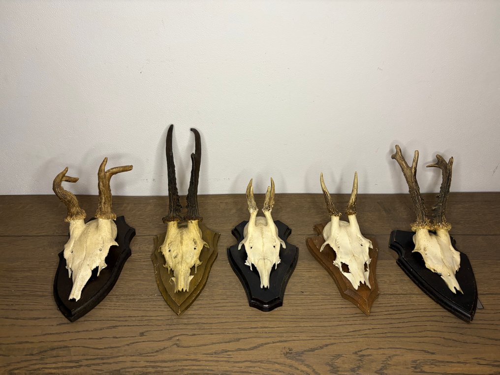 Roebuck 哺乳動物頭骨 - Capreolus capreolus - 20 cm - 15 cm - 10 cm- 非《瀕臨絕種野生動植物國際貿易公約》物種 -  (5) #2.1