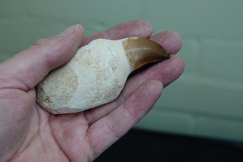 Mosasaurus tand --KEIN RESERVEPREIS-- - Fossiler Zahn - Mosasaurus beaugei - 9.5 cm - 4 cm  (Ohne Mindestpreis) #1.0