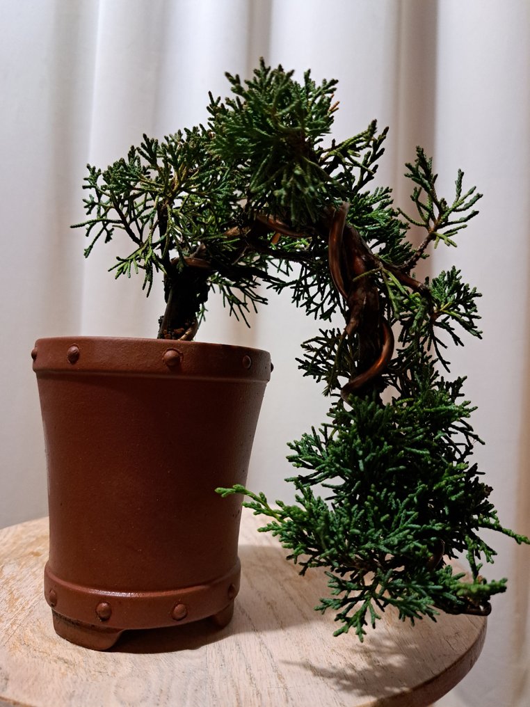 Άρκευθος μπονσάι (Juniperus) - Ύψος (Δέντρο): 14 cm - Βάθος (Δέντρο): 32 cm - Ιαπωνία #4.3