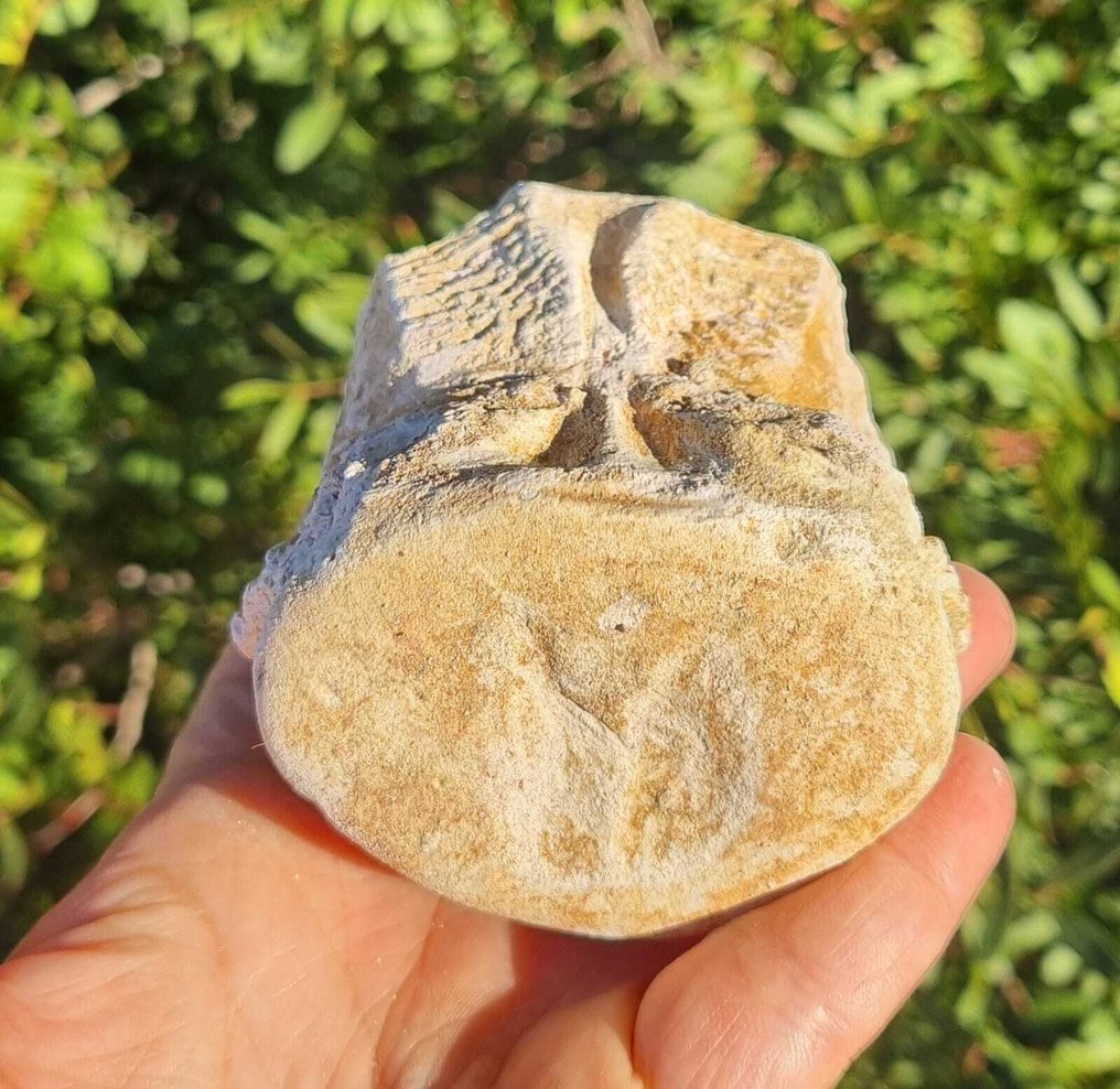 Zeereptiel - Fossiel wervelbot - mosasaurio - 7 cm - 6 cm  (Zonder Minimumprijs) #1.0