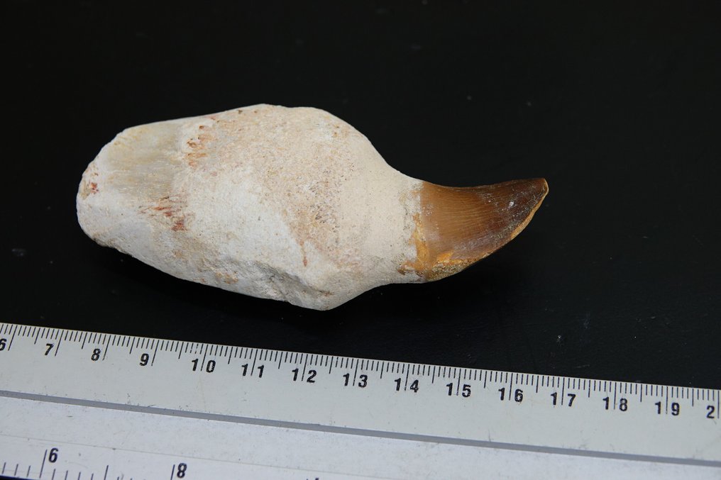 Mosasaurus tand --KEIN RESERVEPREIS-- - Fossiler Zahn - Mosasaurus beaugei - 9.5 cm - 4 cm  (Ohne Mindestpreis) #2.1