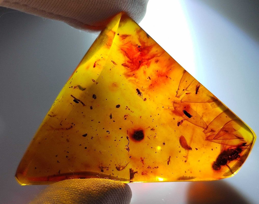 化石令人惊叹！！多米尼加琥珀-100克拉-无底价- 20 g #2.1