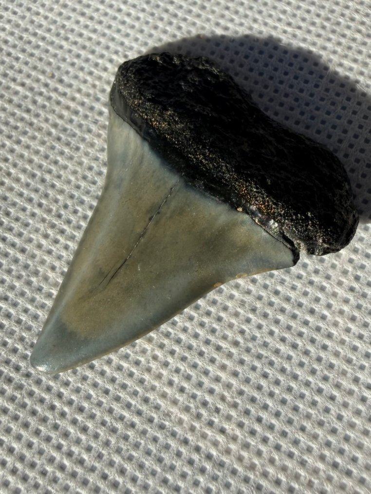 Great white shark - Fossil tooth - Cosmopolitodus hastalis - 4.3 cm  (No Reserve Price) #3.2