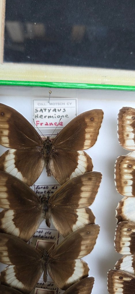 Large France Papilio Butterflies Collection (39x26 cm ) - 立体透视模型 - 1990-2000 #3.2