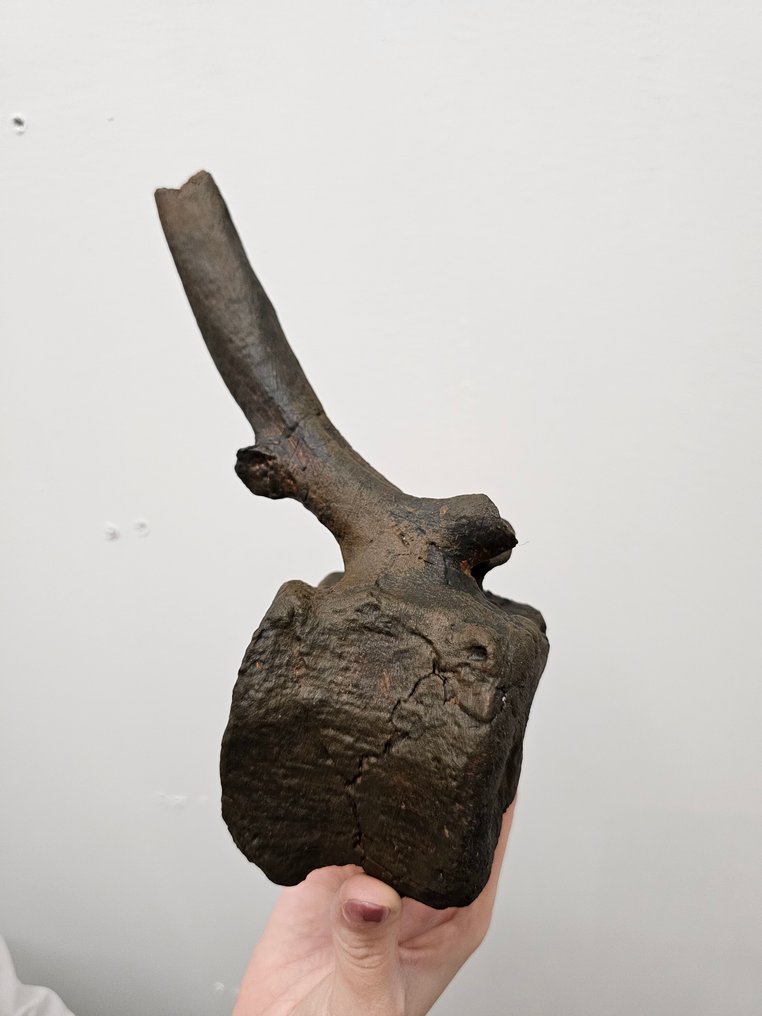 Edmontosaurus Vertebrae 1:1 模型 - 牙齿化石 #2.1