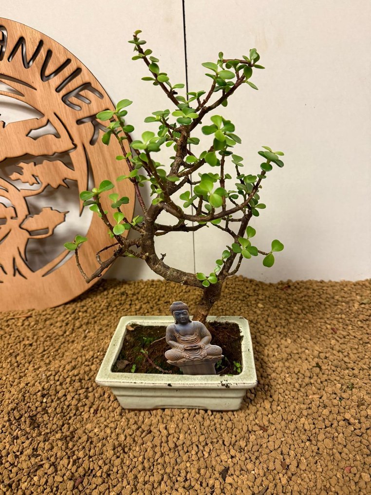 Jade bonsai (Crassula/Portulacaria) - Height (Tree): 29 cm - Depth (Tree): 21 cm - Belgium #1.0
