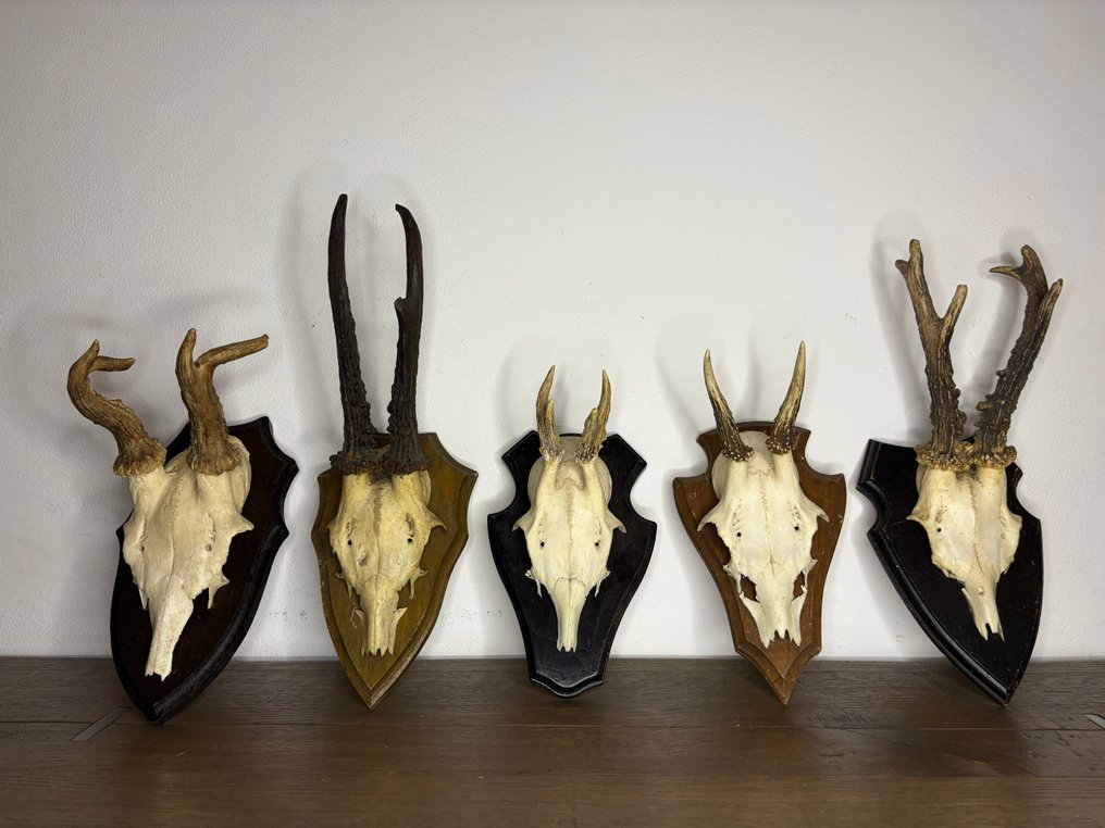 Roebuck 哺乳動物頭骨 - Capreolus capreolus - 20 cm - 15 cm - 10 cm- 非《瀕臨絕種野生動植物國際貿易公約》物種 -  (5) #3.2