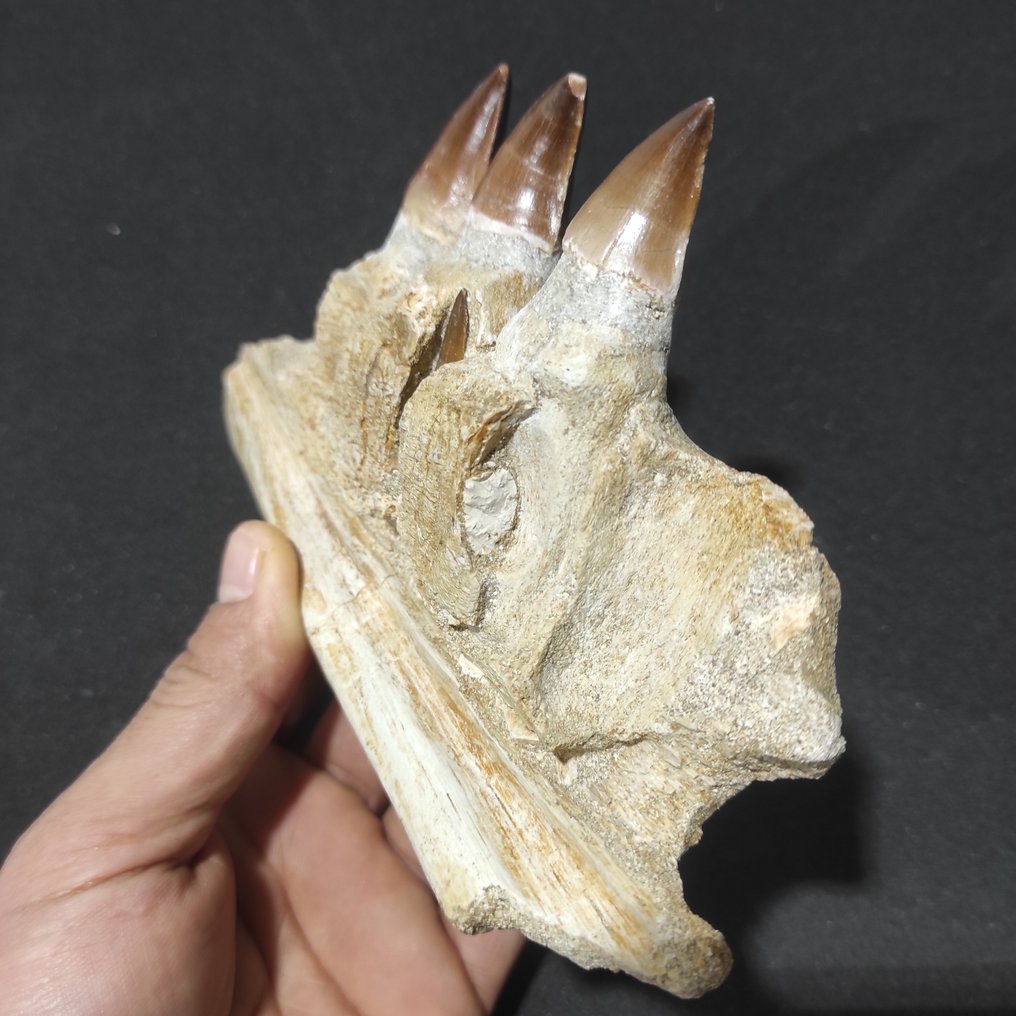 Rettile marino - Mascella fossilizzata - Mosasaurus sp. - 19 cm - 4.5 cm #2.1