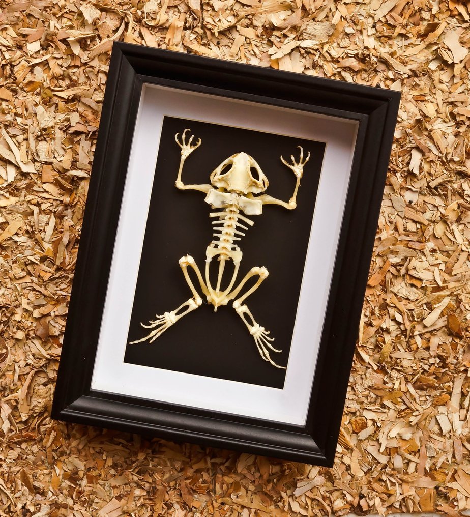 骨架青蛙 动物标本剥制全身支架 - Duttaphrymus - 20.5 cm - 15.5 cm - 4 cm - 非《濒危物种公约》物种 #2.1