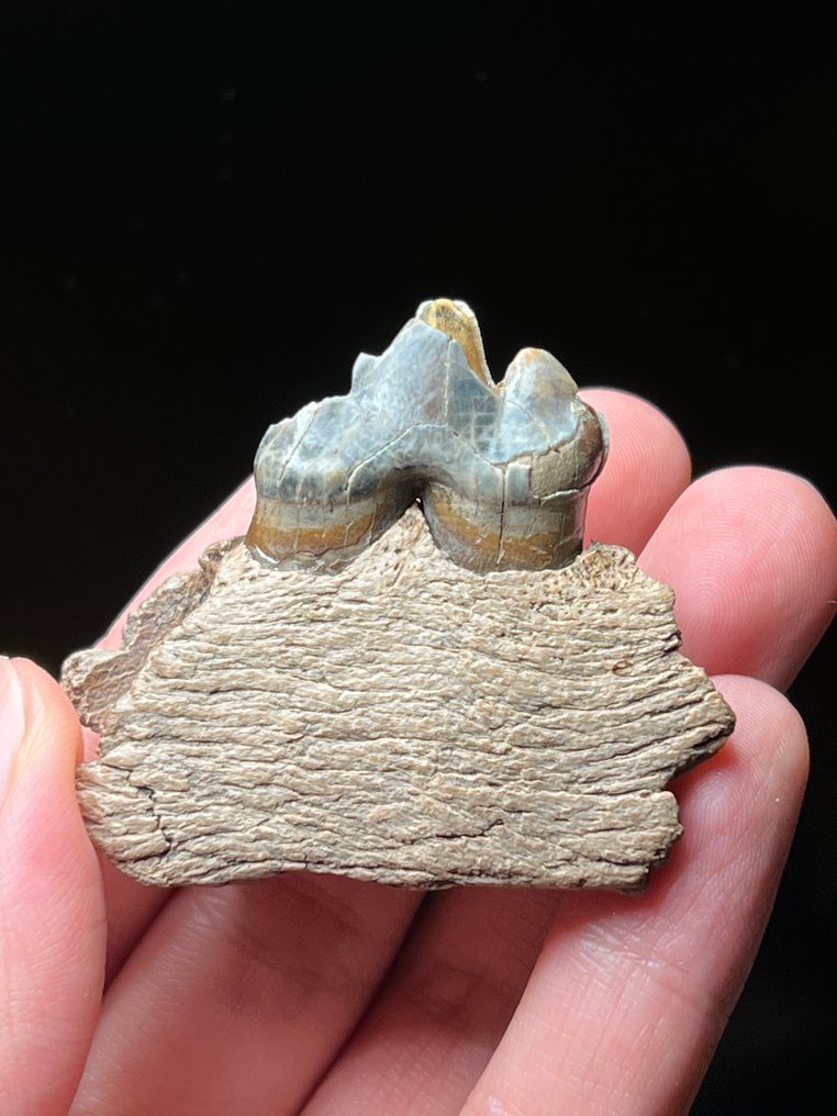 Cave Lion - Fossil tooth - Panthera spelaea - 4.2 cm - 5 cm #1.0
