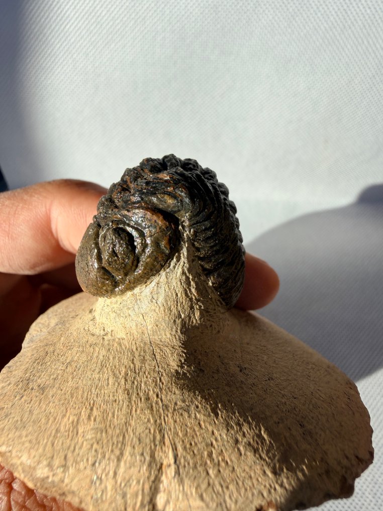 Trilobite - Fossilised animal - Reedops - 6 cm (No Reserve Price) #4.3