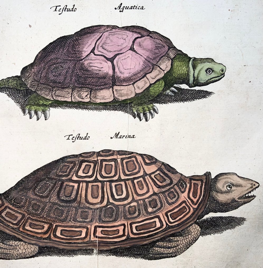Matthäus Merian (1593-1650) - hand coloured folio: Tortoise Turtles Armadillo - 1657 #1.0