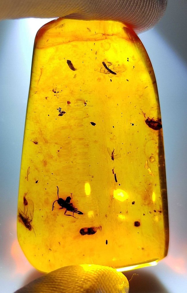 FOSSlL-IMPRESSIONANTE!! âmbar dominicano - 65 cêntimos - Sem preço de reserva- 13 g #3.2