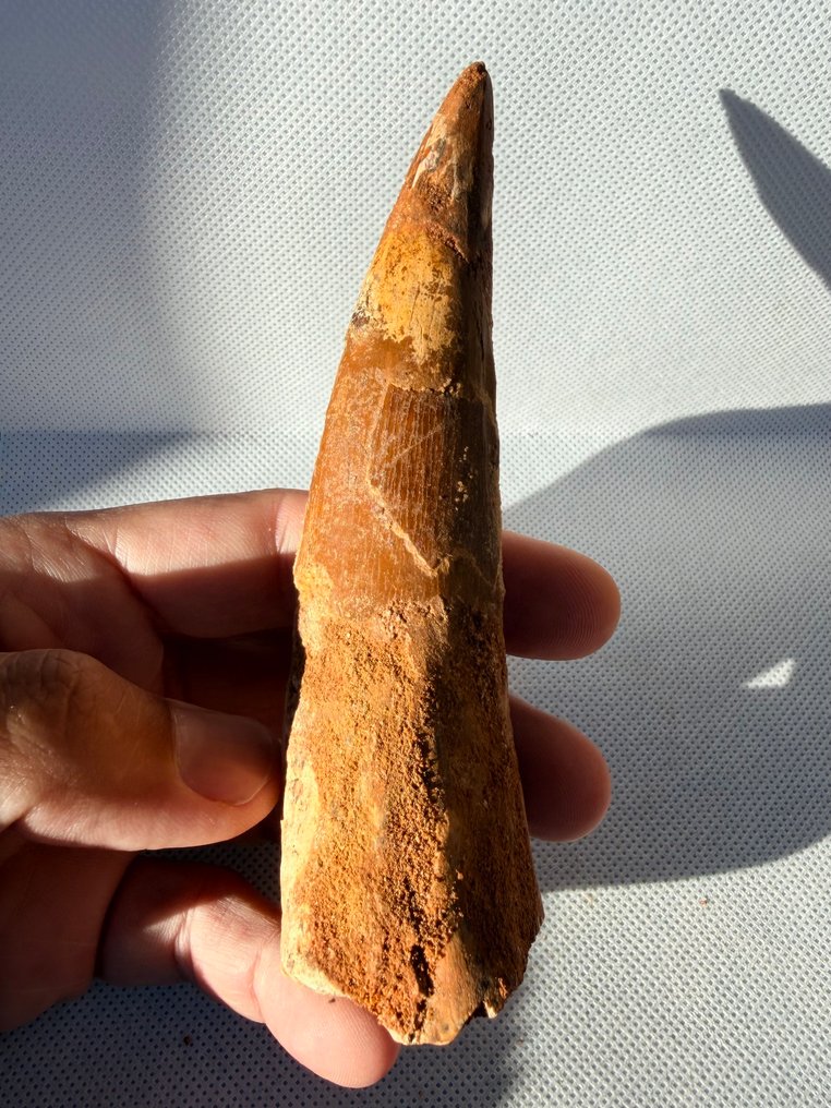 Dinosaur - Fossil tooth - Spinosaurus aegyptiacus - 12.7 cm  (No Reserve Price) #2.1