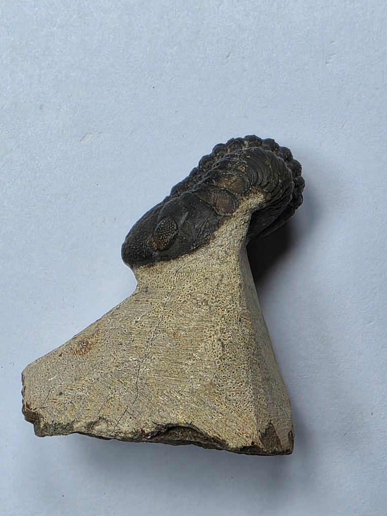 Trilobite - Fossilised animal - Phacops - 4.5 cm  (No Reserve Price) #1.0