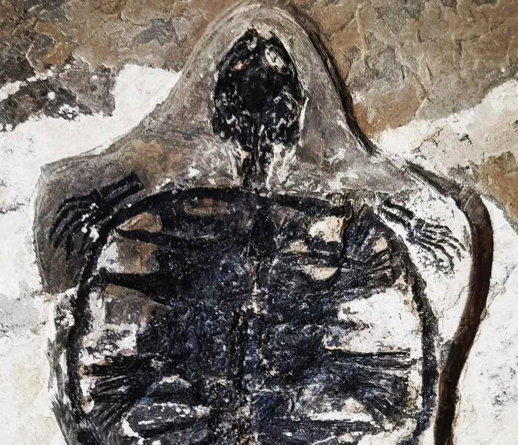 海龟 - 动物化石 - 13.5 cm - 12 cm #2.1