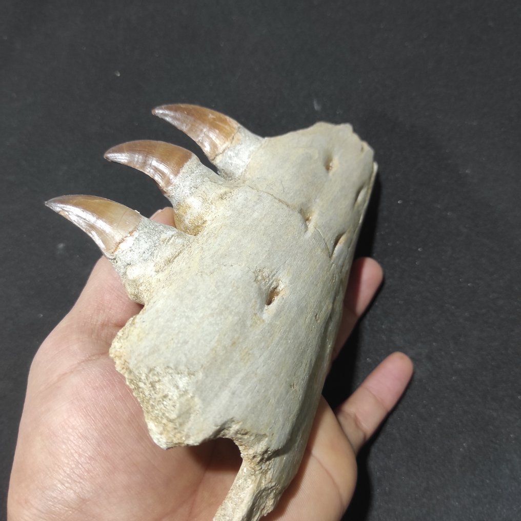 Rettile marino - Mascella fossilizzata - Mosasaurus sp. - 19 cm - 4.5 cm #3.2